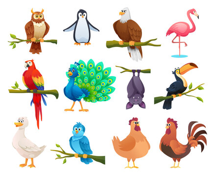 Collection of different birds in cartoon style