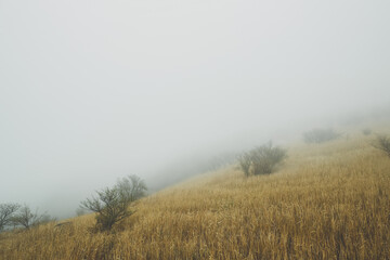 霧と草原