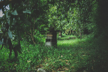 森の中の養蜂