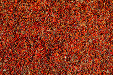 Fototapeta premium Closeup dried chili at the farm