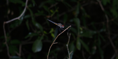 dragonfly on the grape