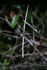 dragonfly on a vine