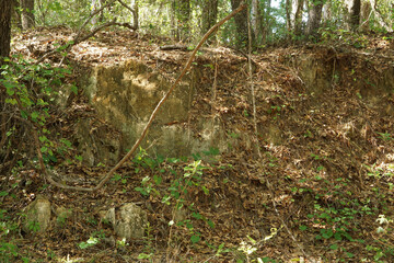 Florida Clay Cliff