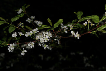Plum Flowers View