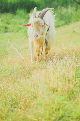 草を食べるヤギ