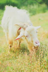 草を食べるヤギ