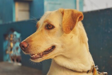 portrait of a golden retriever