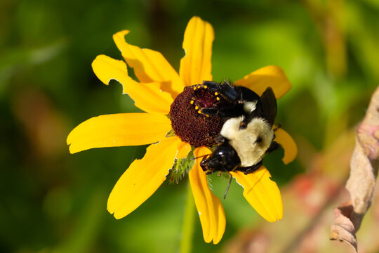 Iowa Pollinator Prairie Bumble Bees