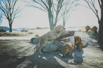 ライオンの群れ