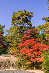 Beautiful and colorful Autumn forest yellow,orange and red.