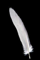 white feather isolated on black background