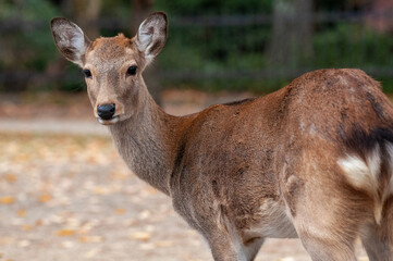 奈良の鹿