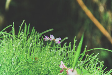 レンゲ草