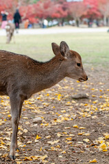 Fototapeta premium 子鹿