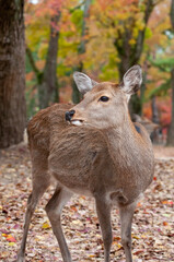 奈良の鹿