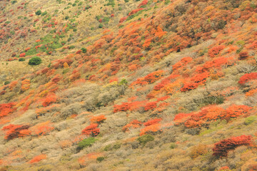 紅葉