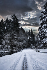 Fototapeta premium Trees buried under the weight of the first snow