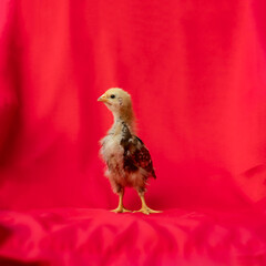 baby Rhode Island Red stands and poses on red cloth background.