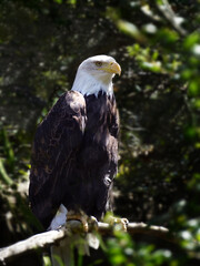 American Bald Eagle perched on the limb of a tree.