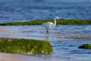 heron in the water. Egret on the beach. Water bird.