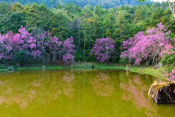 Blossom of Wild Himalayan Cherry or Giant tiger flower at Orchid Conservation Inthanon, Chiang Mai, Thailand