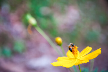 bee on flower