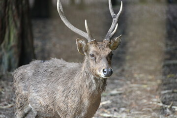 Rusa timorensis is the Javan rusa or Sunda sambar  in savannah at edge of forest conservation, rarely seen in the open and are very difficult to approach due to their keen senses and cautious instinct