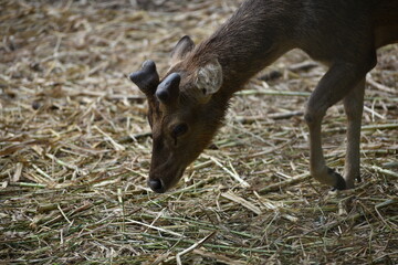 Rusa timorensis is the Javan rusa or Sunda sambar  in savannah at edge of forest conservation, rarely seen in the open and are very difficult to approach due to their keen senses and cautious instinct