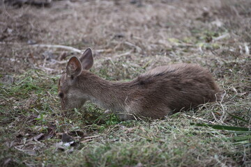 Rusa timorensis is the Javan rusa or Sunda sambar  in savannah at edge of forest conservation, rarely seen in the open and are very difficult to approach due to their keen senses and cautious instinct