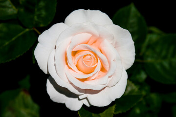 Close up of white rose with pink hues and dark background