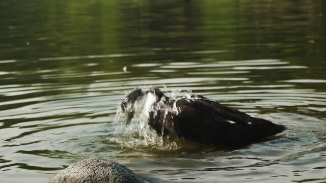 Wild black and white duck washing itself in water and cleaning feathers