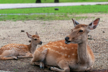 奈良の子鹿と母鹿