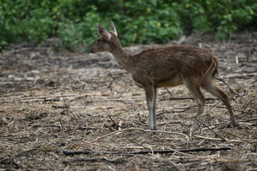 Rusa timorensis is the Javan rusa or Sunda sambar  in savannah at edge of forest conservation, rarely seen in the open and are very difficult to approach due to their keen senses and cautious instinct