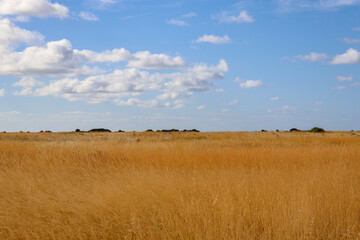 Obraz premium blue sky over golden fields