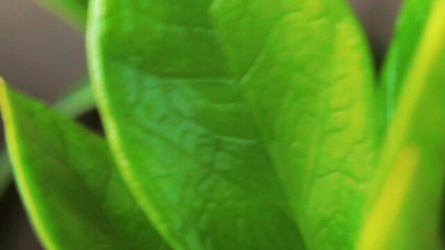 detalhe de planta