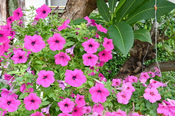 The small flowers of Weeping Lantana (White sage) bloom in an umbrella-like panicle in various colors such as pink, yellow, and white blooming in the garden. The scientific name is Lantana sellowiana 