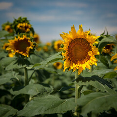 Flowers