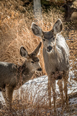 Fototapeta premium Deer