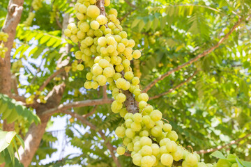 star gooseberry on tree