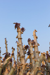 Early varieties of cassava