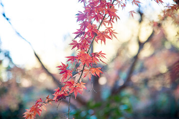 Autumn leaves fall leaves  yellow leaves