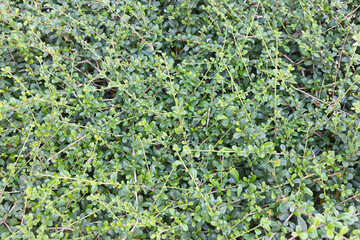 Green background of siamese rough bush