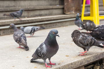 Pigeon close up in park