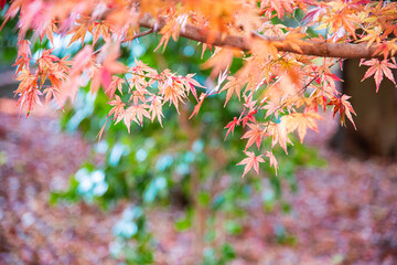 Autumn leaves fall leaves  yellow leaves