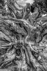 Black and White Trees