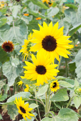 sunflower in farm, close up