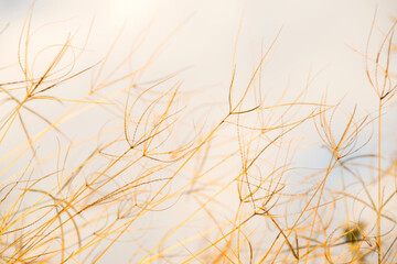 Fototapeta premium Dry grass with sky background with clouds in open space of rural area in Guatemala, Central America.