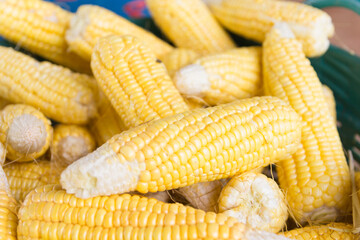 Close up, Fresh sweet corn cobs at a farmers market