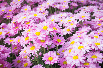 Beautiful pink chrysanthemum flower background