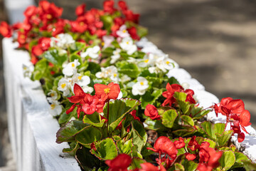 Red and white begonia flowers with beautiful green leaves bloom in summer garden